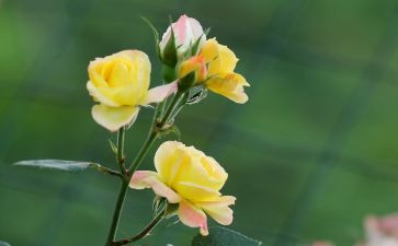 芬芳作文参考8篇