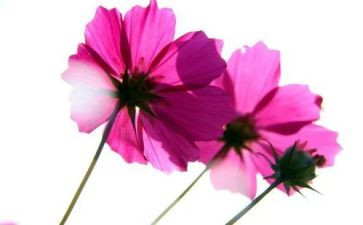 芬芳,作文优质7篇