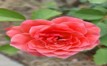 芬芳,作文推荐6篇