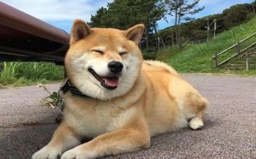 关于狗的小学生作文通用6篇