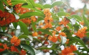 赏桂花作文600字模板8篇