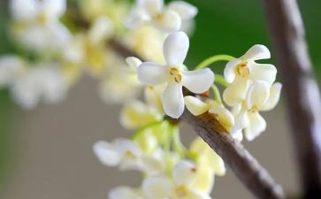 学校的桂花作文模板7篇