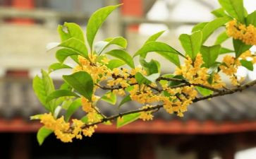 赏桂花作文600字参考5篇