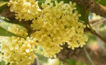 桂花糖教案7篇