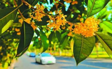 学校的桂花作文最新6篇