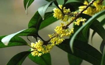 桂花糖教案模板7篇
