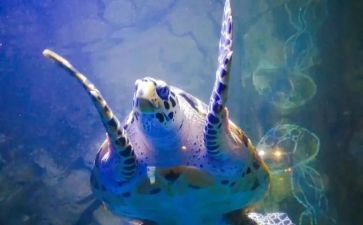 写海洋生物的作文5篇