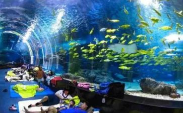 写海洋生物的作文模板6篇