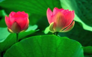 小学生作文荷花500字8篇