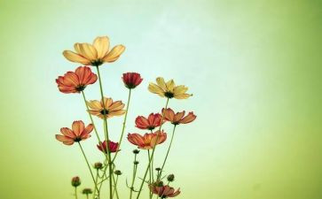 春天公园花作文8篇