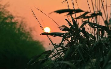 秋天的怀念,读后感6篇