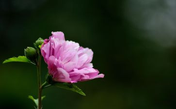 花开了作文参考6篇