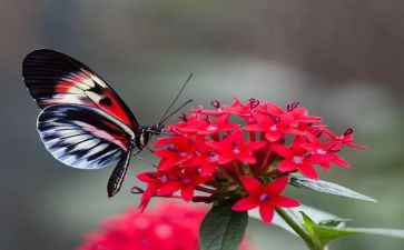 蝴蝶教案优秀5篇