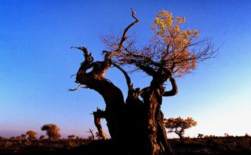 坚韧的作文优质5篇