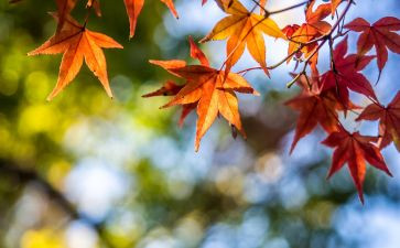 写公园的风景的作文5篇