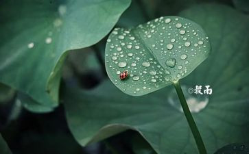 幼儿园24节气活动方案5篇