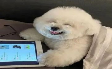 关于真开心的作文8篇