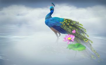 孔雀画教案8篇