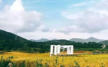 苦茶花读后感模板6篇