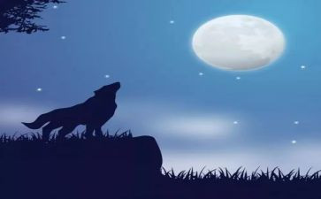 狼王梦读后感800字5篇