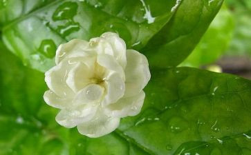茉莉的花作文参考5篇