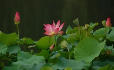 莲花的作文5篇
