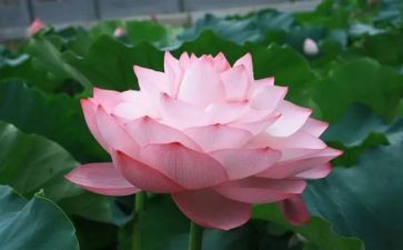莲都最美教师事迹材料5篇