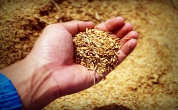 粮食安全宣传活动方案7篇