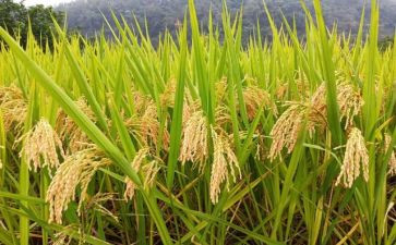 思政课粮食安全心得体会6篇