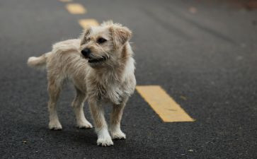 流浪地球的读后感7篇