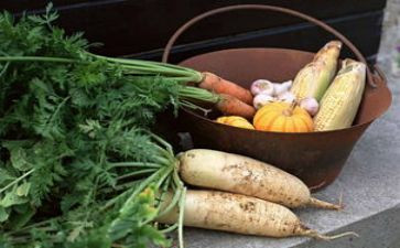 中班小兔种萝卜教案5篇