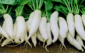 小兔分萝卜教案8篇