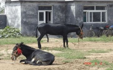 驴和牛的寓言故事读后感最新6篇