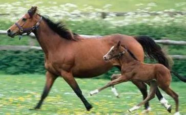 中班小马噔噔教案5篇