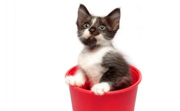 猫的教案7篇