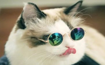 猫王国读后感8篇