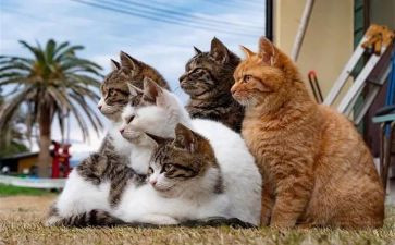 猫的教案模板7篇