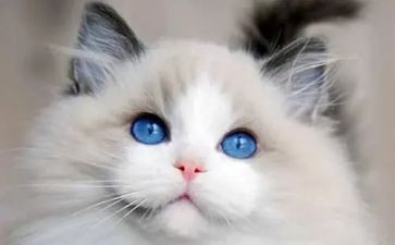 猫的自述作文500字5篇