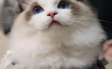 模仿猫的作文8篇