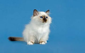 猫和鱼的作文400字最新7篇