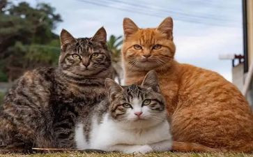 天猫客服工作心得7篇