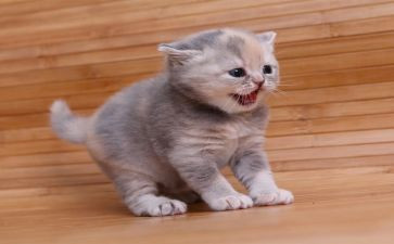 猫和老鼠的作文7篇