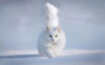 猫的礼物读后感400字7篇