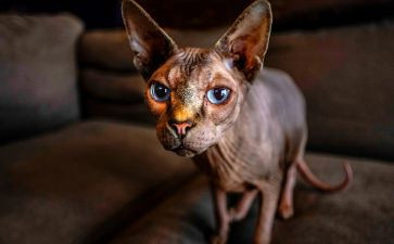 猫的教案推荐5篇