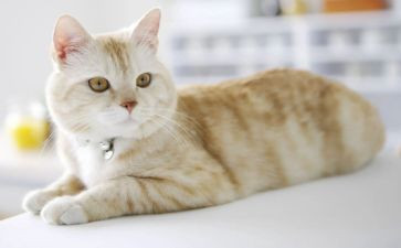 小猫咪作文500字模板7篇