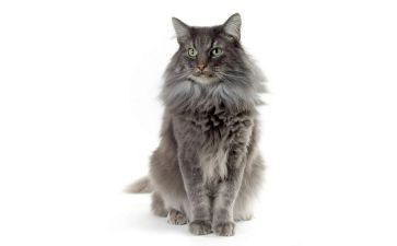 猫和鱼和老鼠的作文优质7篇