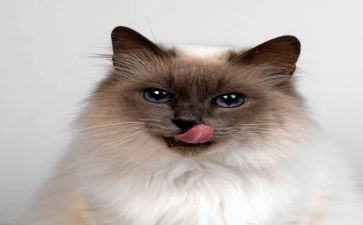 猫和狗的故事作文精选7篇