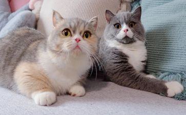 用英语写熊猫的作文7篇