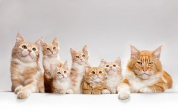 猫和狗的故事作文优秀6篇