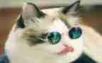 猫王国读后感8篇